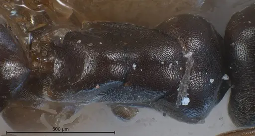 Tapinoma erraticum - CASENT0904020