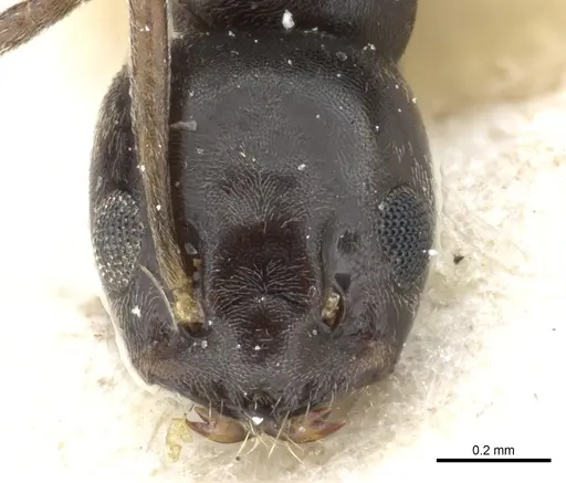 Tapinoma erraticum - CASENT0904020