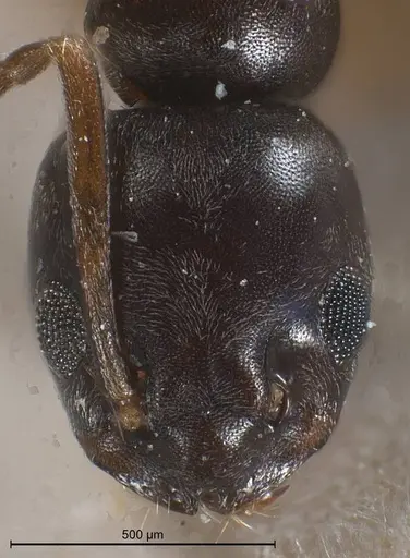 Tapinoma erraticum - CASENT0904020