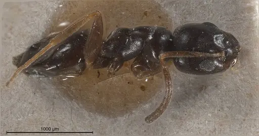 Tapinoma erraticum - CASENT0904020