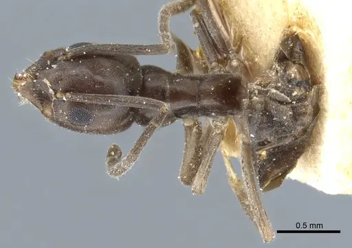 Tapinoma erraticum - CASENT0904021