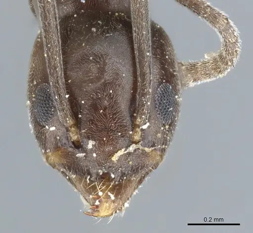 Tapinoma erraticum - CASENT0904021