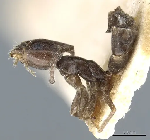 Tapinoma erraticum - CASENT0904021