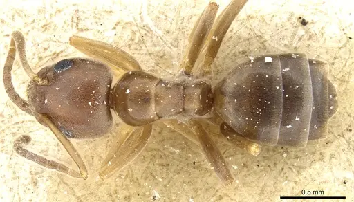 Tapinoma erraticum - CASENT0904022