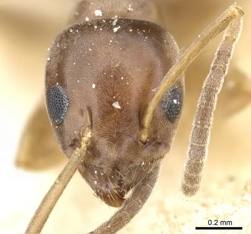 Tapinoma erraticum - CASENT0904022