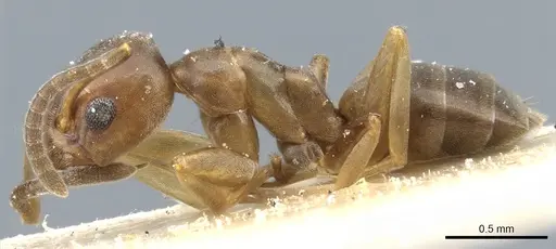 Tapinoma erraticum - CASENT0904022