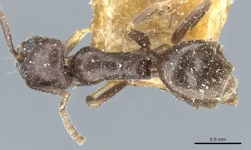 Tapinoma erraticum - CASENT0904023