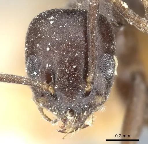 Tapinoma erraticum - CASENT0904023