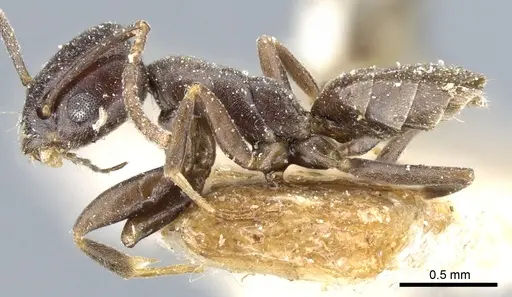 Tapinoma erraticum - CASENT0904023