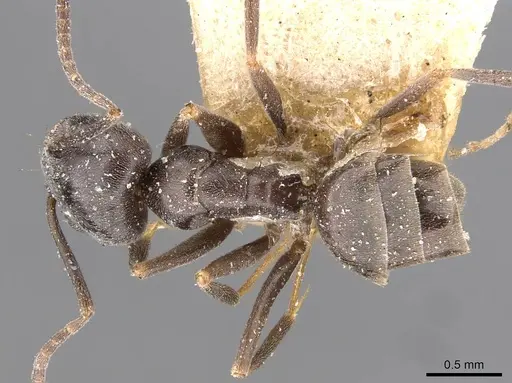 Tapinoma erraticum - CASENT0909763