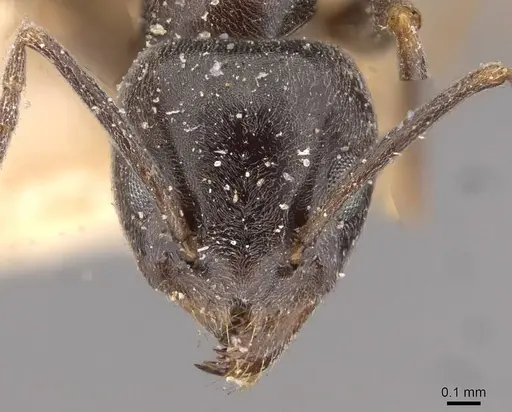 Tapinoma erraticum - CASENT0909763