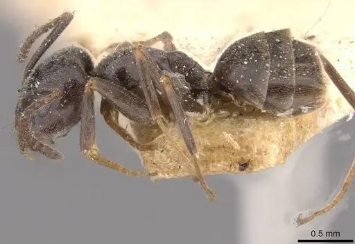 Tapinoma erraticum - CASENT0909763