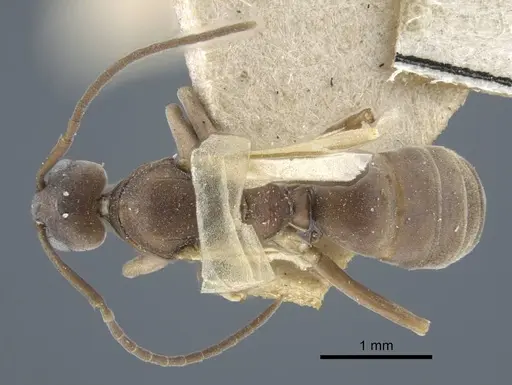 Tapinoma erraticum - CASENT0917136