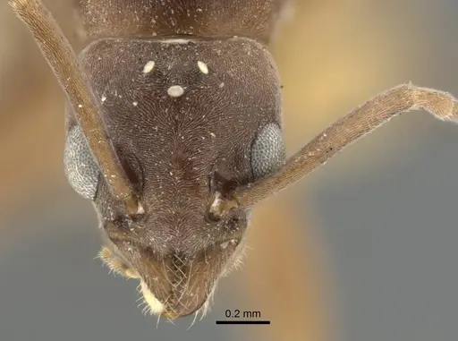 Tapinoma erraticum - CASENT0917136