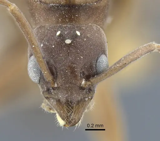 Tapinoma erraticum - CASENT0917136