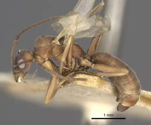 Tapinoma erraticum - CASENT0917136