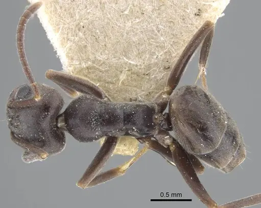 Tapinoma erraticum - CASENT0917137