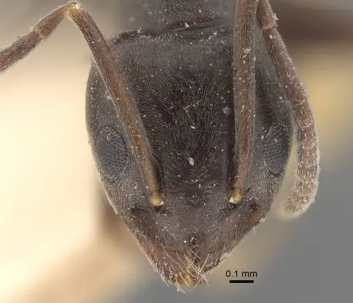 Tapinoma erraticum - CASENT0917137