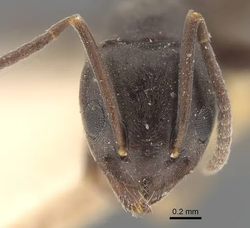 Tapinoma erraticum - CASENT0917137