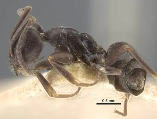 Tapinoma erraticum - CASENT0917137