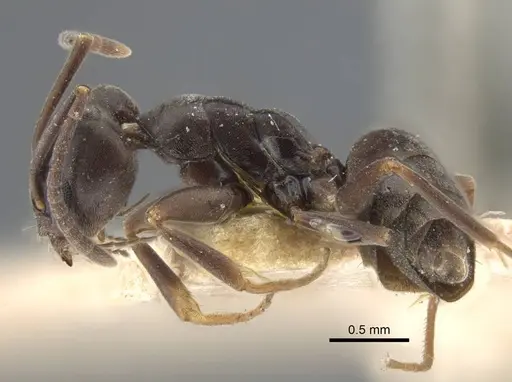 Tapinoma erraticum - CASENT0917137