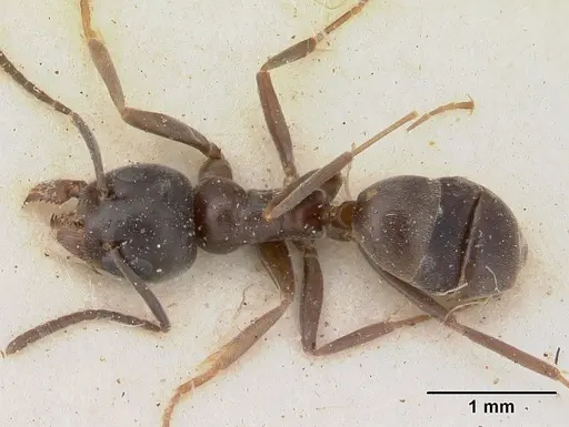 Tapinoma erraticum - SAM-HYM-C004820