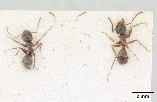 Tapinoma erraticum - SAM-HYM-C004820