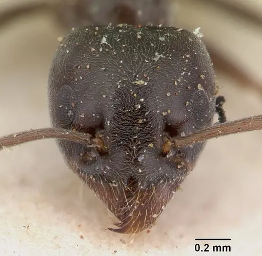 Tapinoma erraticum - SAM-HYM-C004820