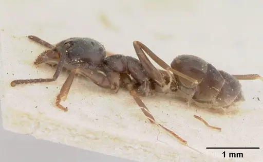 Tapinoma erraticum - SAM-HYM-C004820