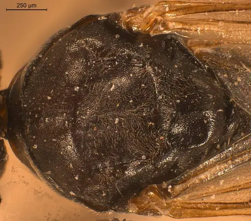 Tapinoma festae specimen