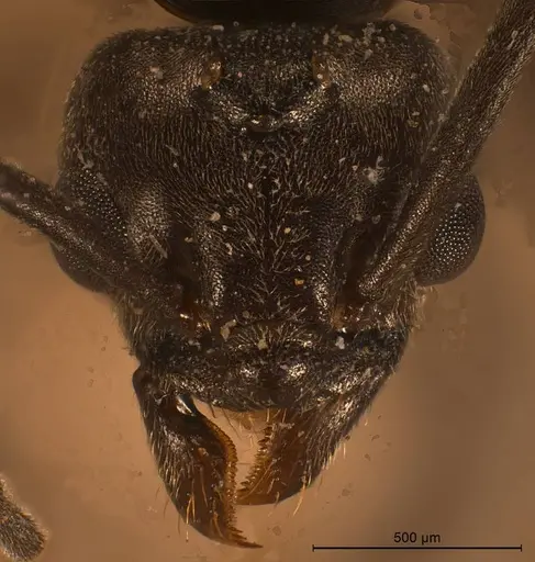 Tapinoma festae specimen