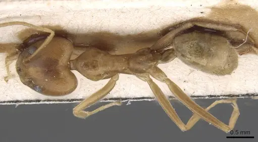 Tapinoma flavidum specimen