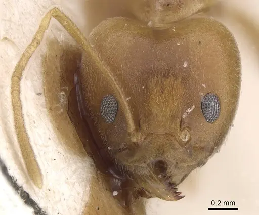 Tapinoma flavidum specimen