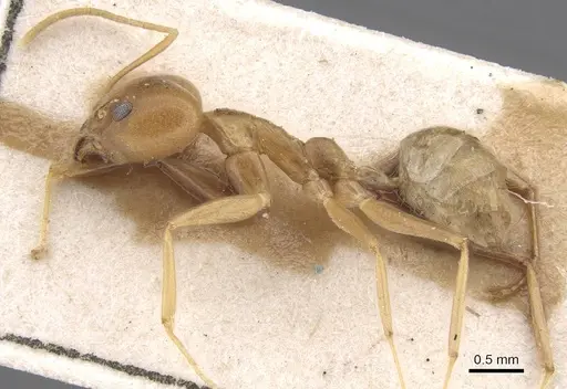 Tapinoma flavidum specimen