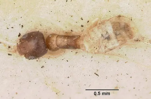 Tapinoma fragile specimen