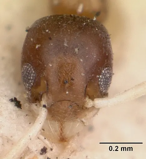 Tapinoma fragile specimen