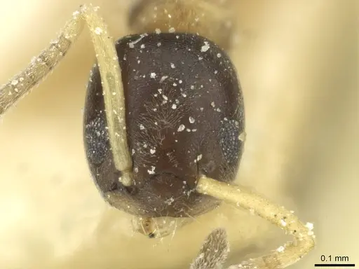 Tapinoma funiculare specimen