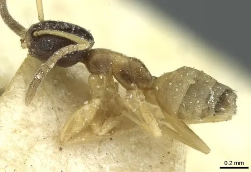 Tapinoma funiculare specimen