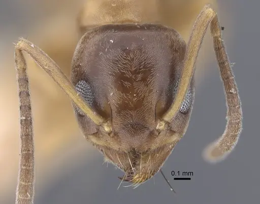 Tapinoma geei specimen