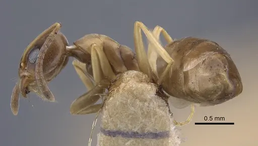 Tapinoma geei - CASENT0917263