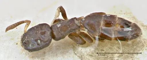 Tapinoma glaucum specimen