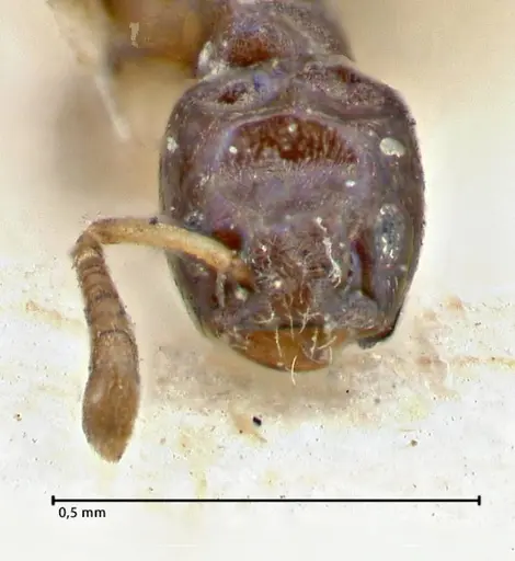 Tapinoma glaucum specimen