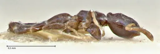 Tapinoma glaucum specimen