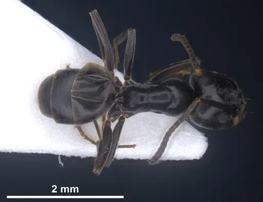 Tapinoma ibericum specimen