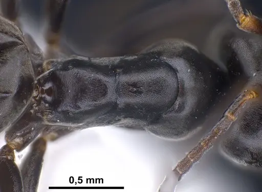 Tapinoma ibericum specimen