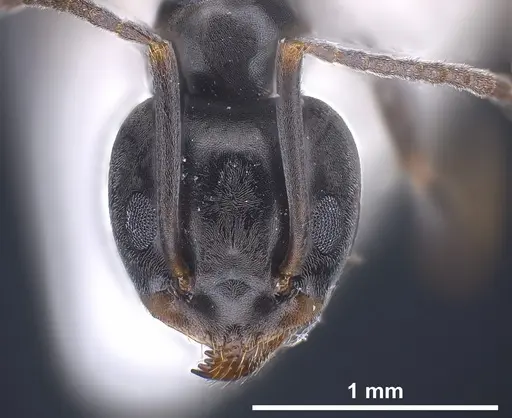 Tapinoma ibericum specimen