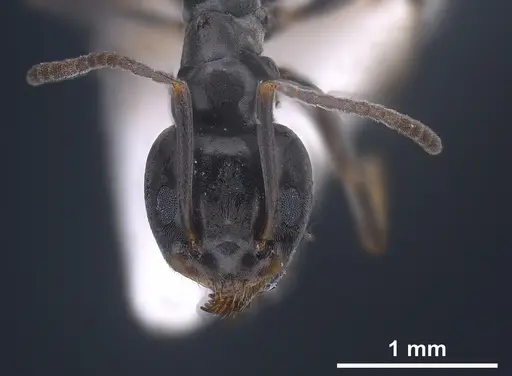 Tapinoma ibericum - ANTWEB1041374