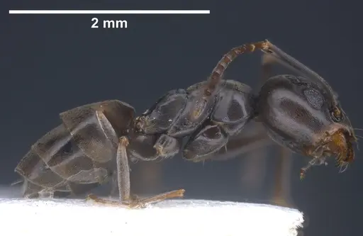 Tapinoma ibericum - ANTWEB1041374