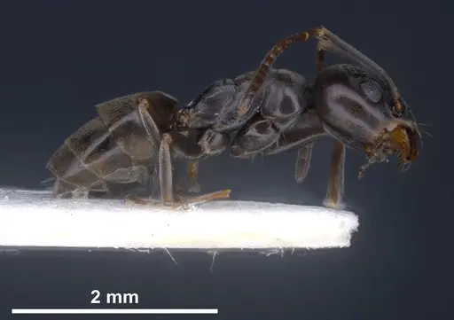 Tapinoma ibericum - ANTWEB1041374