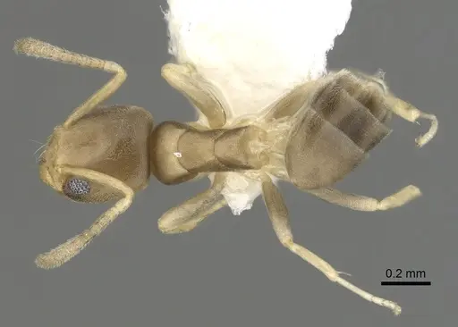 Tapinoma indicum specimen